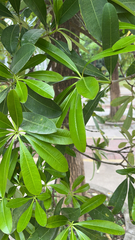 Alstonia scholaris