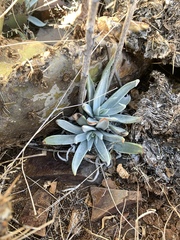 Dudleya saxosa collomiae