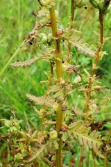 Pedicularis parviflora
