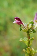 Pedicularis parviflora