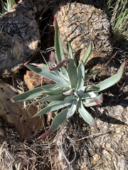 Dudleya saxosa collomiae
