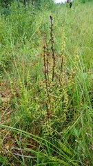 Pedicularis parviflora