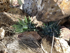 Dudleya saxosa collomiae
