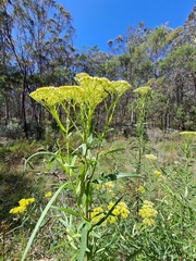 Cassinia aureonitens