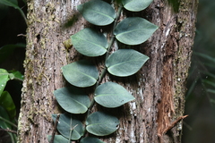 Rhaphidophora hayi
