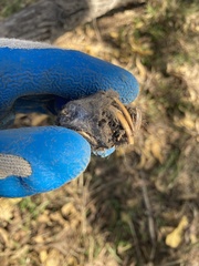 Rodentia