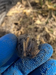 Rodentia