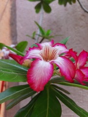 Adenium