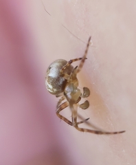 Salsa brisbanae