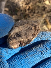 Rodentia