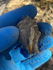 Rodentia