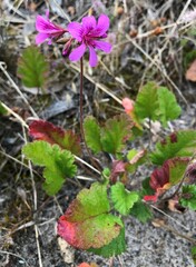 Pelargonium rodneyanum
