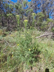 Cassinia aureonitens