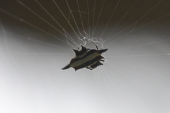 Gasteracantha fornicata