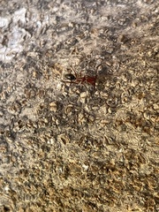 Odontomachus desertorum