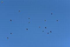 Columba pulchricollis