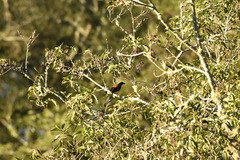 Dendrocitta formosae formosae