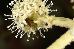 Elasmostethus nubilus