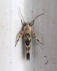 Stathmopoda melanochra