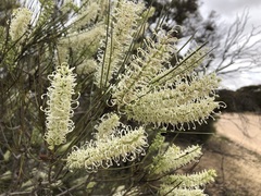 Grevillea pterosperma