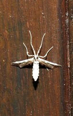 Leucinodes cordalis