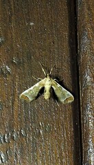Leucinodes cordalis