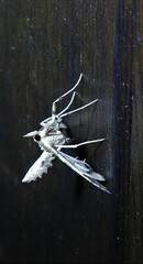 Leucinodes cordalis
