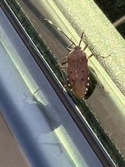 Urochela quadrinotata