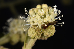 Elasmostethus nubilus