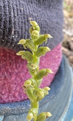 Microtis frutetorum