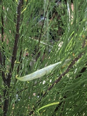 Strangea linearis