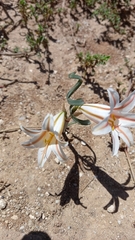 Cyrtanthus helictus