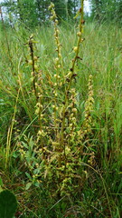 Pedicularis parviflora