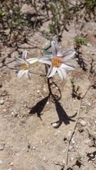 Cyrtanthus helictus