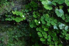 Dichocarpum adiantifolium