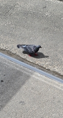 Columba livia domestica