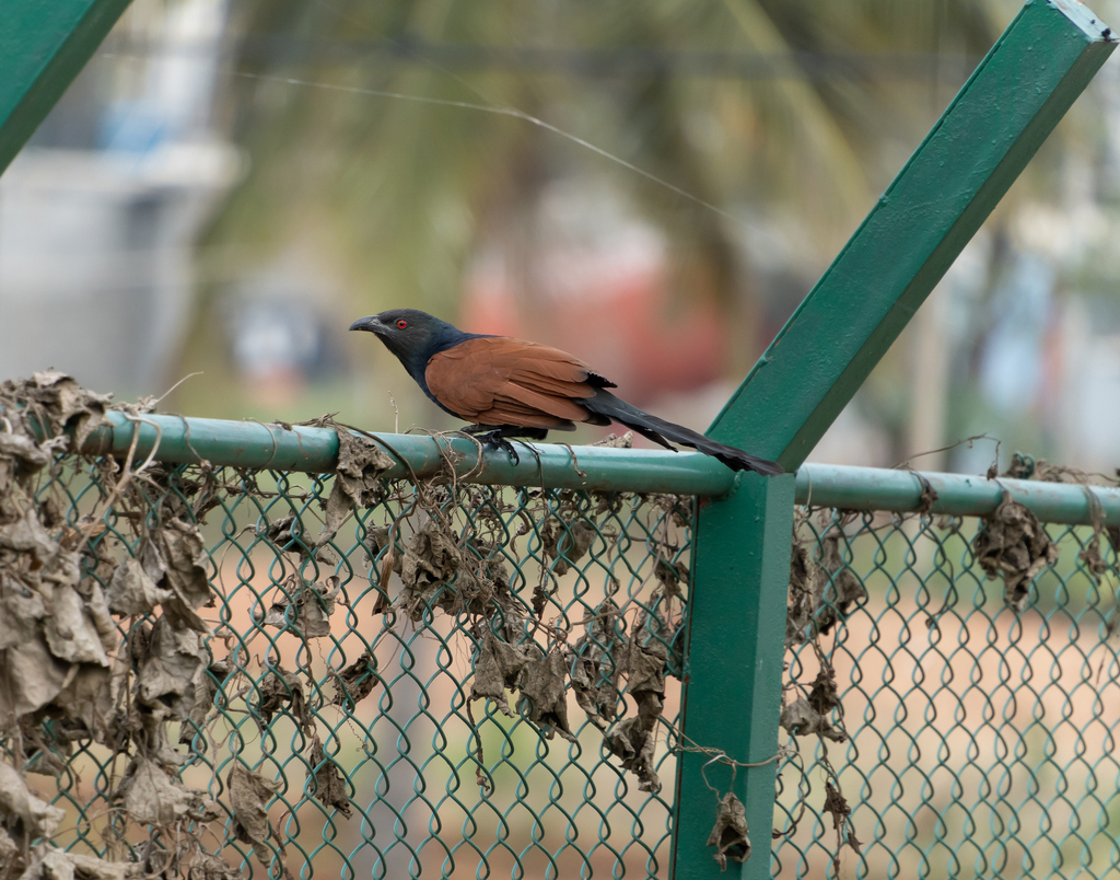 Centropus sinensis parroti from Thubarahalli Lake, Brookefield, Bengaluru, Karnataka 560066 on 2022년 11월 21일 (월) at 04:06... 