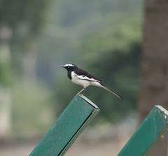Motacilla maderaspatensis