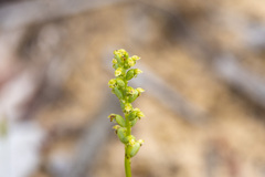 Microtis frutetorum