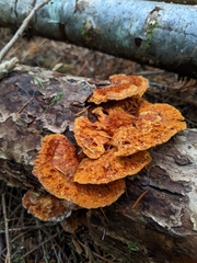 Pycnoporellus
