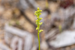 Microtis frutetorum
