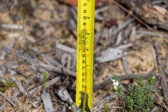 Microtis frutetorum