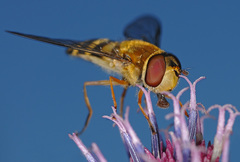 Parasyrphus nigritarsis