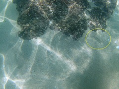 Halichoeres chierchiae