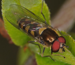 Parasyrphus punctulatus