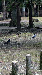 Corvus macrorhynchos