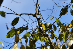 Yungipicus canicapillus