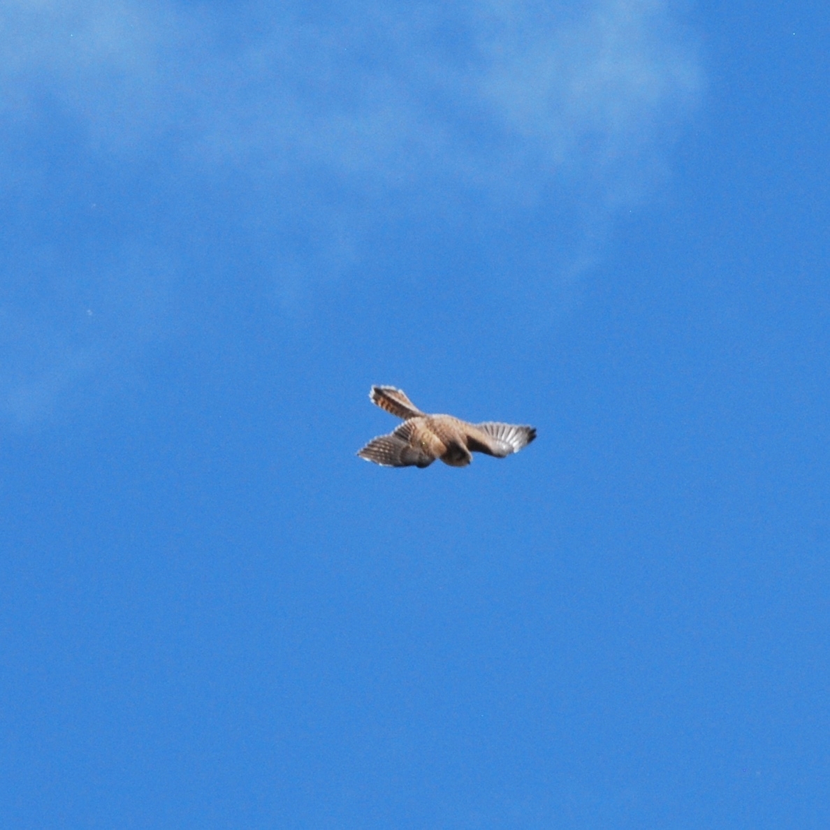 Common Kestrel