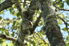 Sitta europaea formosana