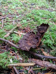 Thelephora terrestris